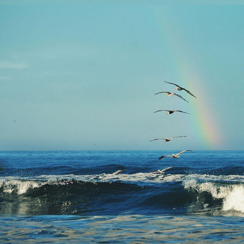 Rainbow Flight Black Modern Wood Framed Art Print by Dickinson, Robin