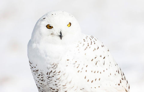 Snowy Owl White Modern Wood Framed Art Print with Double Matting by Mark Spowart Photography
