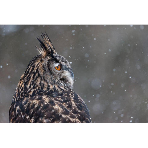 Watchful Owl White Modern Wood Framed Art Print by Mark Spowart Photography