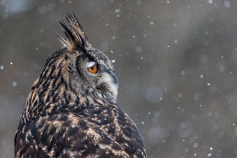 Watchful Owl White Modern Wood Framed Art Print with Double Matting by Mark Spowart Photography