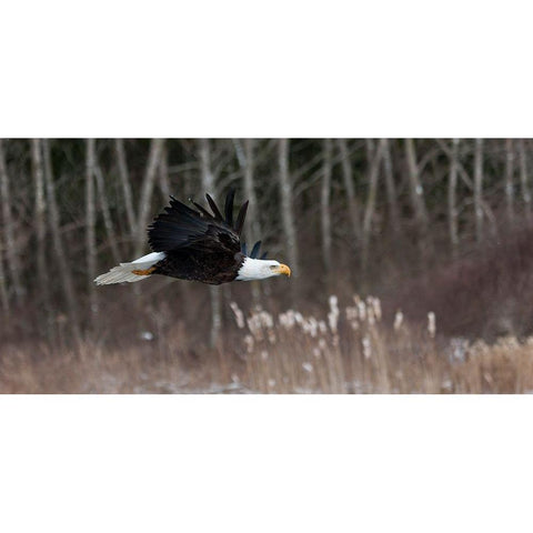 Feathered Hunter Gold Ornate Wood Framed Art Print with Double Matting by Mark Spowart Photography