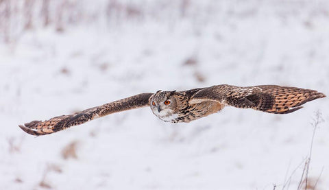 Swoop! Black Ornate Wood Framed Art Print with Double Matting by Mark Spowart Photography