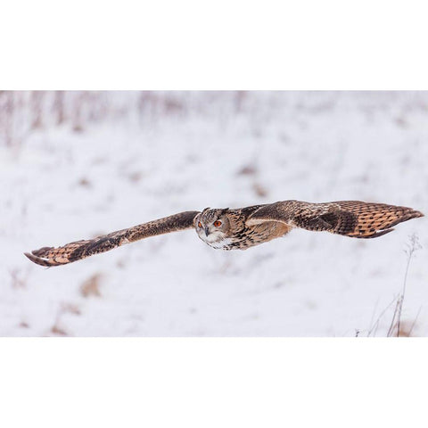 Swoop! Black Modern Wood Framed Art Print by Mark Spowart Photography