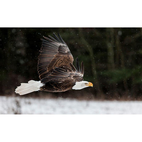 Bald Eagle Soaring Black Modern Wood Framed Art Print with Double Matting by Mark Spowart Photography