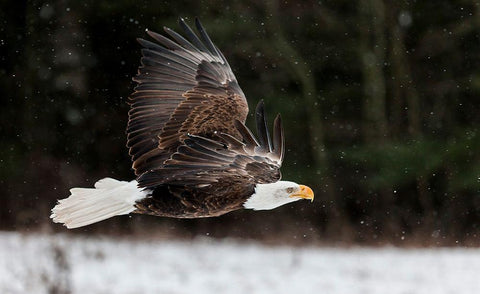 Bald Eagle Soaring Black Ornate Wood Framed Art Print with Double Matting by Mark Spowart Photography