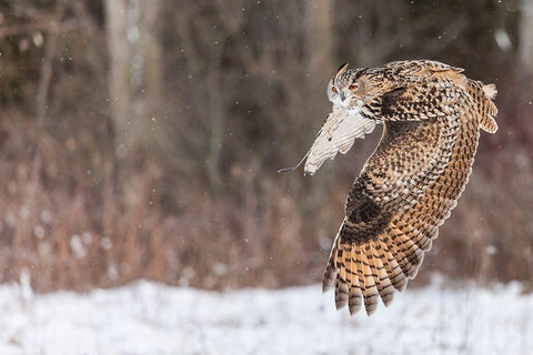 Take Flight Black Ornate Wood Framed Art Print with Double Matting by Mark Spowart Photography