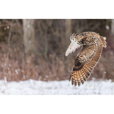 Take Flight Black Modern Wood Framed Art Print with Double Matting by Mark Spowart Photography