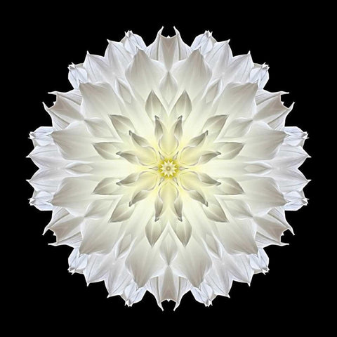 Kaleidoscope Dahlia Black Black Ornate Wood Framed Art Print with Double Matting by Bookbinder, David