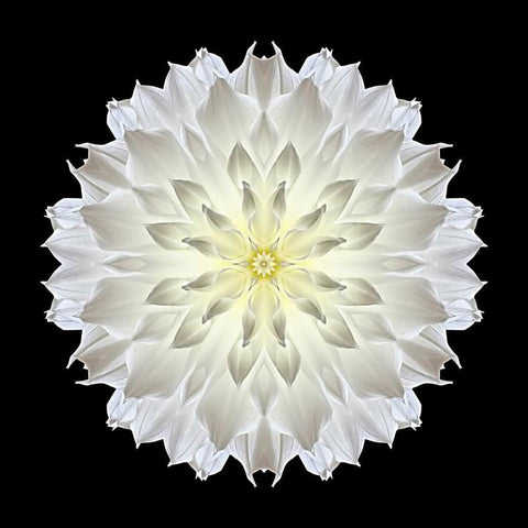 Kaleidoscope Dahlia Black Black Modern Wood Framed Art Print with Double Matting by Bookbinder, David