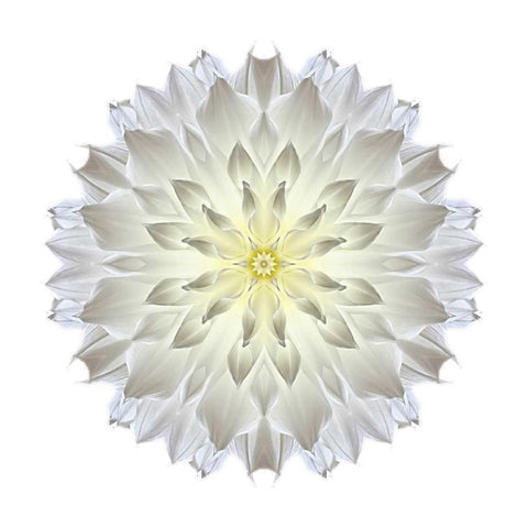 Kaleidoscope Dahlia Black Modern Wood Framed Art Print by Bookbinder, David