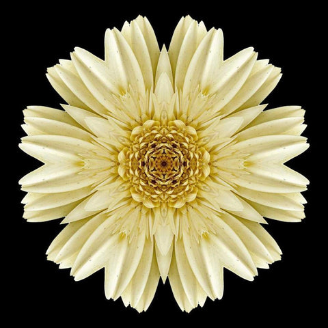 Kaleidoscope Daisy Black Black Ornate Wood Framed Art Print with Double Matting by Bookbinder, David