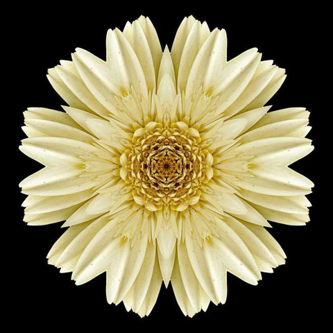 Kaleidoscope Daisy Black Gold Ornate Wood Framed Art Print with Double Matting by Bookbinder, David