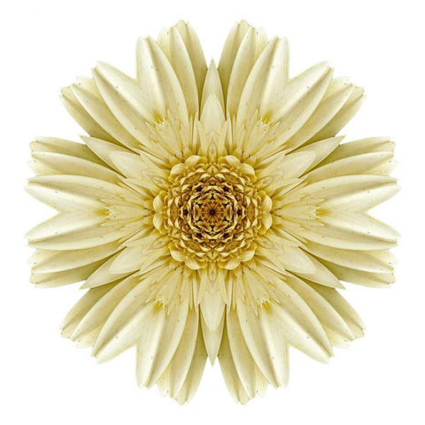 Kaleidoscope Daisy White Modern Wood Framed Art Print with Double Matting by Bookbinder, David