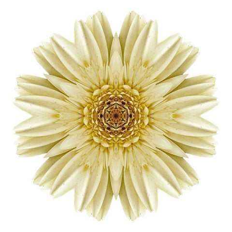 Kaleidoscope Daisy Black Modern Wood Framed Art Print by Bookbinder, David