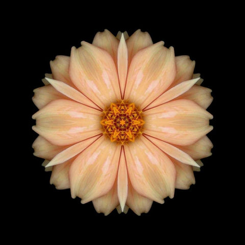 Kaleidoscope Peach Dahlia Black Modern Wood Framed Art Print by Bookbinder, David