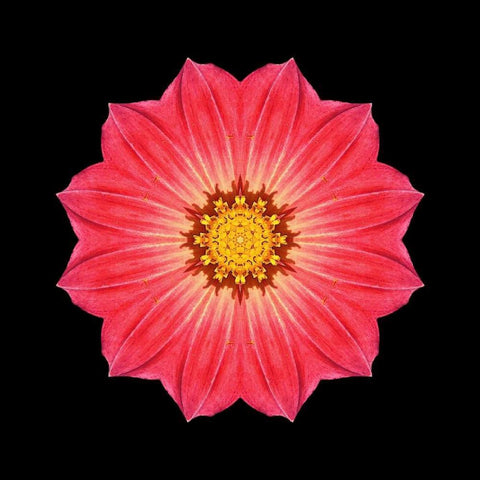 Kaleidoscope Red Daisy Black Modern Wood Framed Art Print with Double Matting by Bookbinder, David