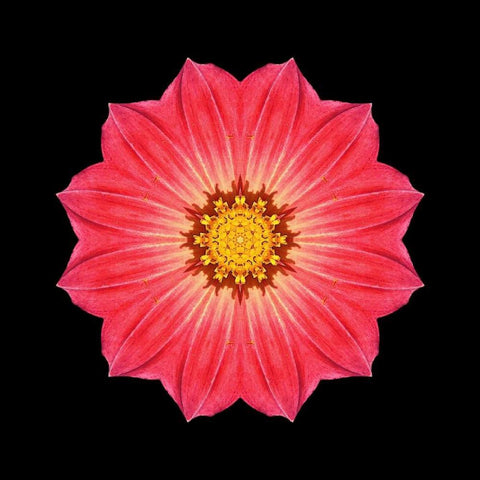 Kaleidoscope Red Daisy Black Ornate Wood Framed Art Print with Double Matting by Bookbinder, David