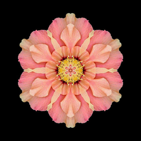 Kaleidoscope Hibiscus Black Ornate Wood Framed Art Print with Double Matting by Bookbinder, David