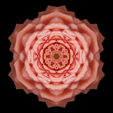 Kaleidoscope Rose Black Modern Wood Framed Art Print with Double Matting by Bookbinder, David