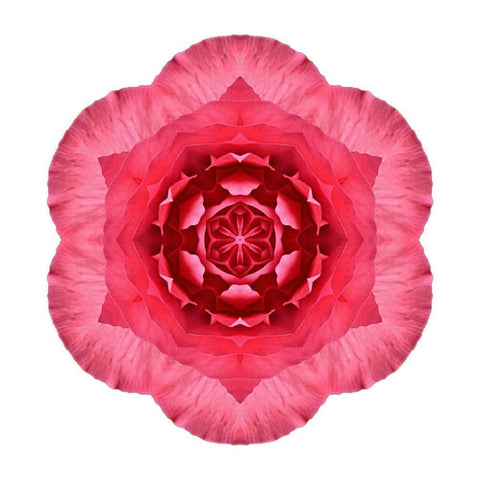 Kaleidoscope Begonia Black Modern Wood Framed Art Print with Double Matting by Bookbinder, David