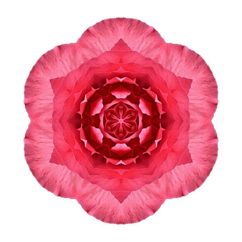 Kaleidoscope Begonia White Modern Wood Framed Art Print with Double Matting by Bookbinder, David