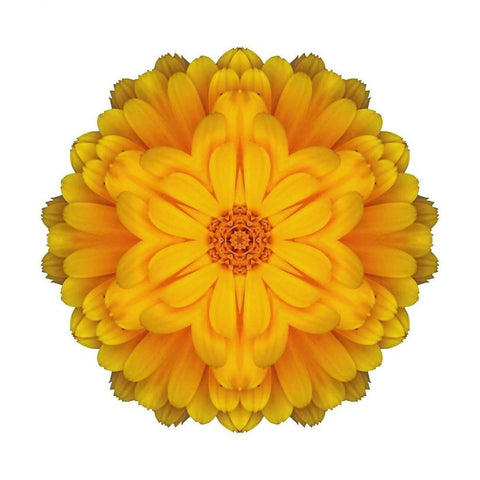 Kaleidoscope Marigold White Modern Wood Framed Art Print with Double Matting by Bookbinder, David