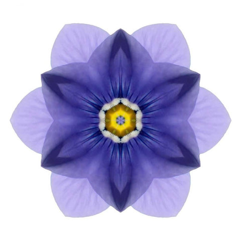 Kaleidoscope Blue Bell Black Ornate Wood Framed Art Print with Double Matting by Bookbinder, David