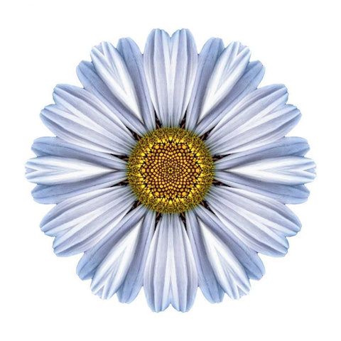 Kaleidoscope White Daisy White Modern Wood Framed Art Print with Double Matting by Bookbinder, David