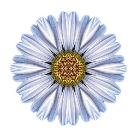 Kaleidoscope White Daisy White Modern Wood Framed Art Print by Bookbinder, David