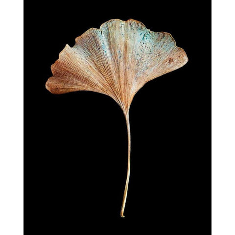 Rustic Leaf 1 Black Modern Wood Framed Art Print with Double Matting by Bookbinder, David