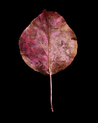 Rustic Leaf 2 White Modern Wood Framed Art Print with Double Matting by Bookbinder, David