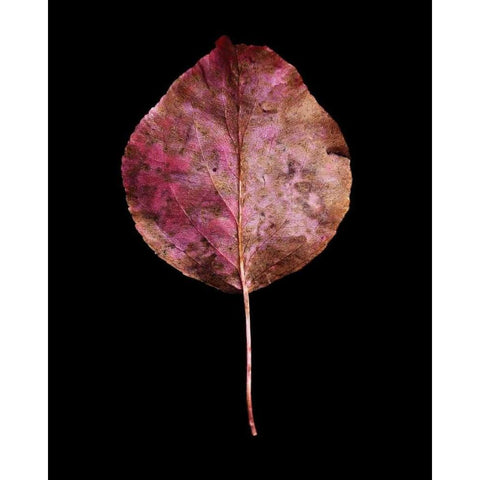 Rustic Leaf 2 Black Modern Wood Framed Art Print with Double Matting by Bookbinder, David