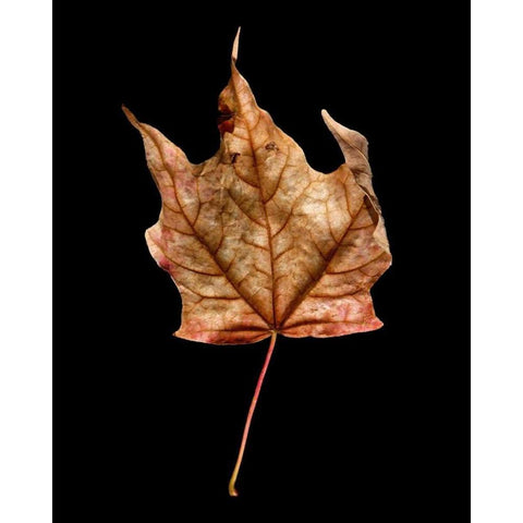 Rustic Leaf 3 Gold Ornate Wood Framed Art Print with Double Matting by Bookbinder, David