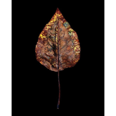 Rustic Leaf 4 Black Modern Wood Framed Art Print by Bookbinder, David