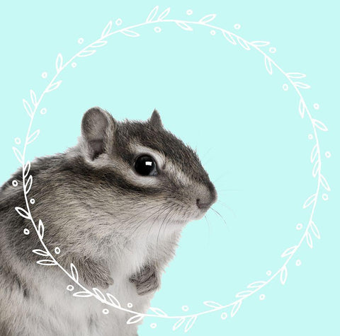 Chipmonk Dreams Black Ornate Wood Framed Art Print with Double Matting by Z Studio