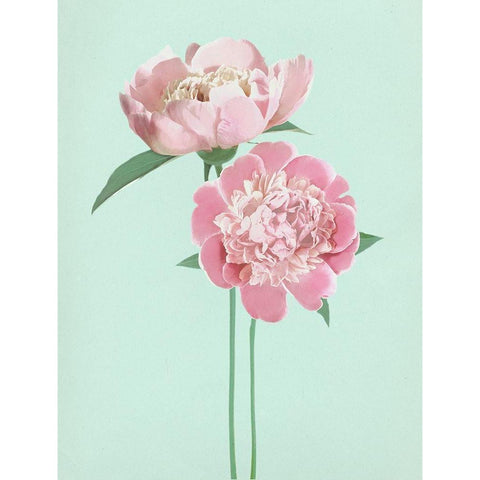 SummerPeonies Black Modern Wood Framed Art Print by Dos Santos, Bella