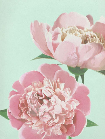 Summer Peonies Detail White Modern Wood Framed Art Print with Double Matting by Dos Santos, Bella