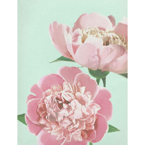 Summer Peonies Detail Black Modern Wood Framed Art Print with Double Matting by Dos Santos, Bella