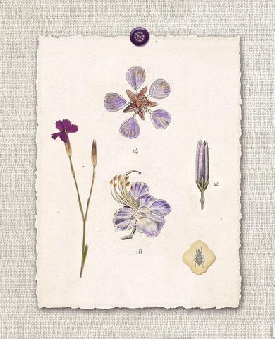 Paris Flea Market Petals Black Ornate Wood Framed Art Print with Double Matting by Ross, Devon