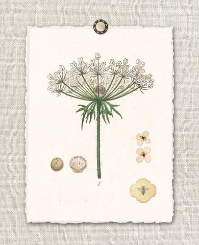 Paris FL Mrkt Queen Annes Lace White Modern Wood Framed Art Print with Double Matting by Ross, Devon