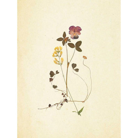 French Herbarium 1 Gold Ornate Wood Framed Art Print with Double Matting by Ross, Devon