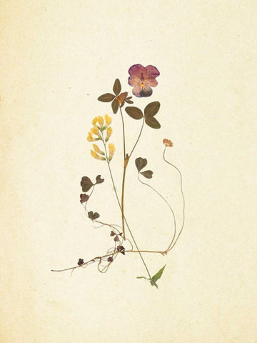 French Herbarium 1 Black Ornate Wood Framed Art Print with Double Matting by Ross, Devon