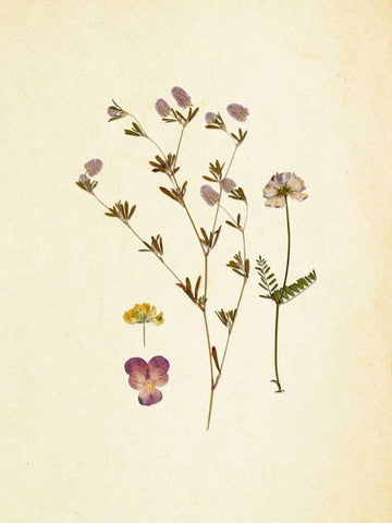 French Herbarium 2 Black Ornate Wood Framed Art Print with Double Matting by Ross, Devon