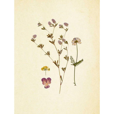 French Herbarium 2 Black Modern Wood Framed Art Print with Double Matting by Ross, Devon