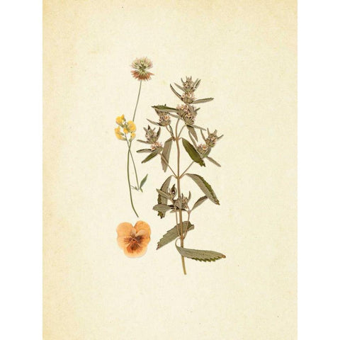 French Herbarium 3 White Modern Wood Framed Art Print by Ross, Devon