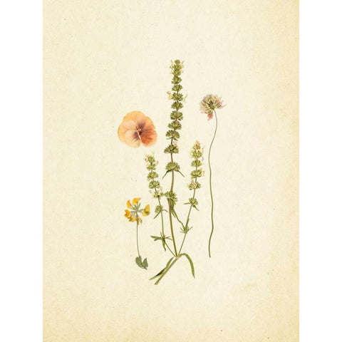 French Herbarium 4 Black Modern Wood Framed Art Print by Ross, Devon