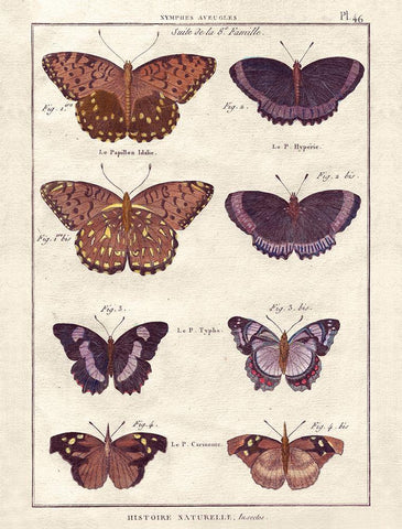 Histoire Naturelle 1 Black Ornate Wood Framed Art Print with Double Matting by Wesley, Terrence