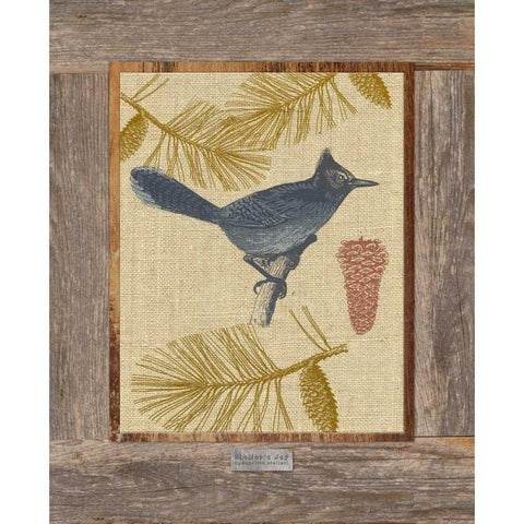 Steller Jay White Modern Wood Framed Art Print by Appleman, Sam