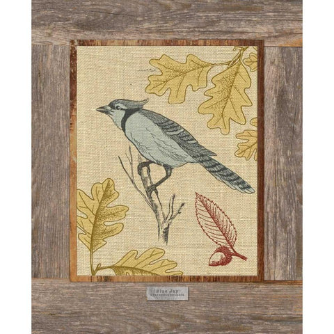 Blue Jay White Modern Wood Framed Art Print by Appleman, Sam