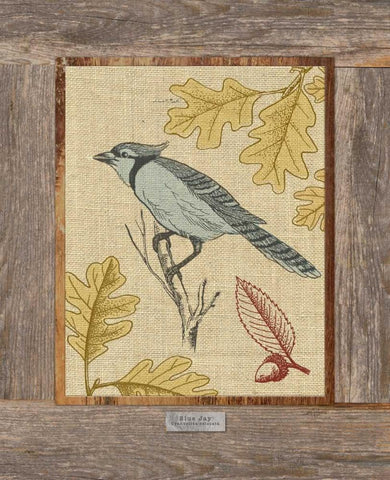 Blue Jay Black Ornate Wood Framed Art Print with Double Matting by Appleman, Sam